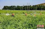 山西上党金银花开“生金银” 特色农业激活乡村产业振兴引擎