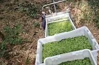 “大唐贡茶”陆续开采 茶旅“融活”千年文化