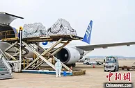 （上海战疫录）上海浦东机场航空货运业务基本恢复常态水平