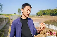 重庆90后“老农”的“甜蜜事业”：种下“红番茄” 过上“红日子”