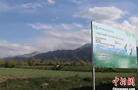 新疆吉木萨尔县：规模化种植打响增收“蒜”盘