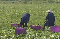 快餐店歇业令近百吨生菜滞销？上海金山多渠道解决销售难题