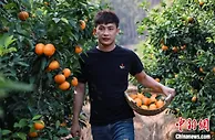 广西小伙回乡创业带动村民就业 网络发力加速产业发展