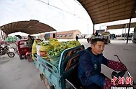 鲁西北乡村以“菜”为媒吸引青年人返乡“扣棚”