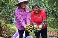 广东力争到2025年林业产业总产值达1万亿元