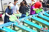 800多万尾鱼虾等苗种放流大亚湾海域
