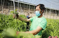 “口感西红柿”受追捧  河北固安特色种植带来红火好日子