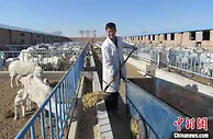甘肃民勤因地制宜打造羊品牌 多举措烹“大漠珍馐”