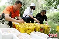 甘肃敦煌李广杏夏日枝头飘香：引各地食客“订制”尝鲜