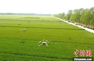 山东稳保“菜篮子” 蔬菜生产供应量日均可达30万吨左右