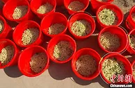 聚焦“天下裘都”的振兴探索：花开生“金银”铺就致富路