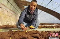 中国马铃薯之乡甘肃定西：探土豆不“土”的“洋路子”