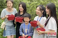 时令鲜果上线 湖南靖州十万亩杨梅全面开摘